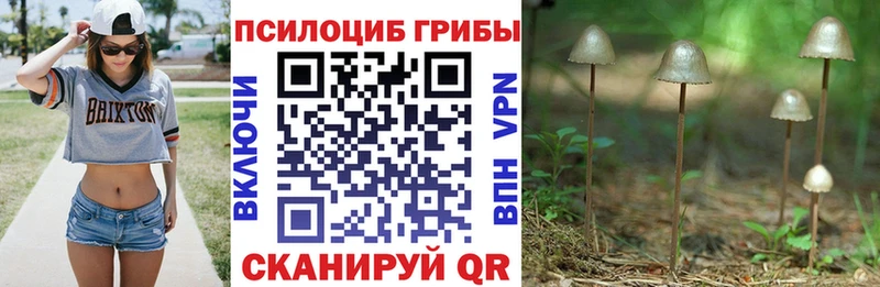 Псилоцибиновые грибы MAGIC MUSHROOMS  Купить закладки  Петровск-Забайкальский 